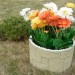 Цветник КАНЬОН купить в Звенигороде