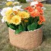 Цветник КАНЬОН купить в Звенигороде
